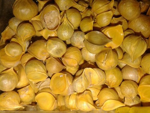 Himalayan Mountain Garlic (Pahadi Lahsun) – Wild, Medicinal & Immunity-Boosting